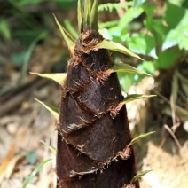 黄土笋江西雷竹笋冬笋壳薄肉厚春笋欢迎产地看货量大从优