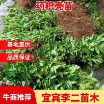 药枳壳苗，基地直供，规格齐全，大量出售，可回收果子