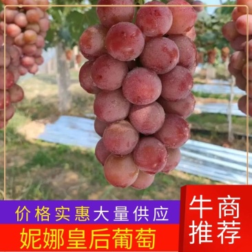 大量供应陕西精品妮娜公主葡萄货源充足量大从优欢迎咨询采