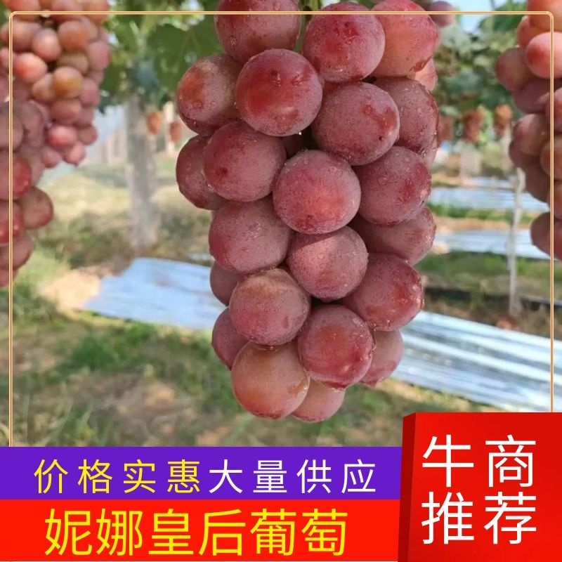 大量供应陕西精品妮娜公主葡萄货源充足量大从优欢迎咨询采