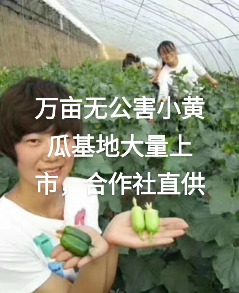 精品【水果黄瓜】小黄瓜个头均匀脆嫩瓜香欢迎抢购