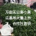 精品【水果黄瓜】小黄瓜个头均匀脆嫩瓜香欢迎抢购