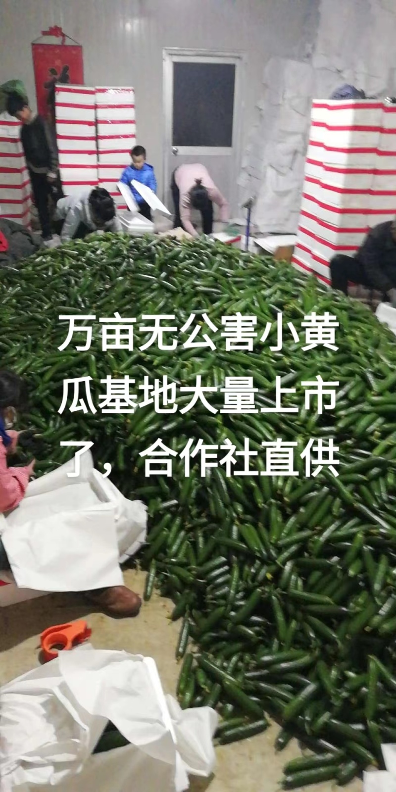 精品【水果黄瓜】小黄瓜个头均匀脆嫩瓜香欢迎抢购