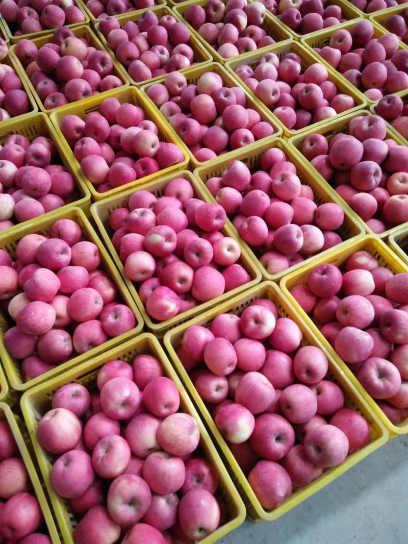 精品红富士苹果冰糖心一条龙产地直发需要请电话咨询