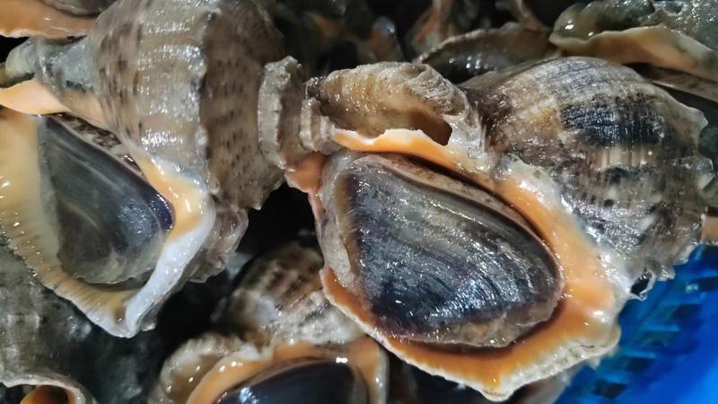 海螺红里螺保肥无麻牙子大量有货养殖基地直供可实地考察