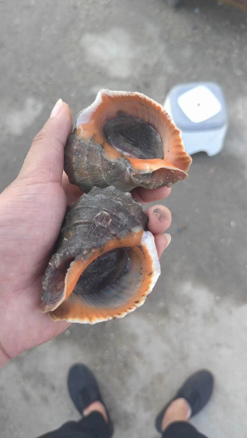 海螺红里螺保肥无麻牙子大量有货养殖基地直供可实地考察