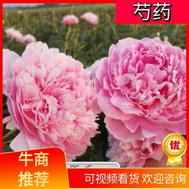 国内外千层大花重瓣观赏芍药，品种齐全保证质量，