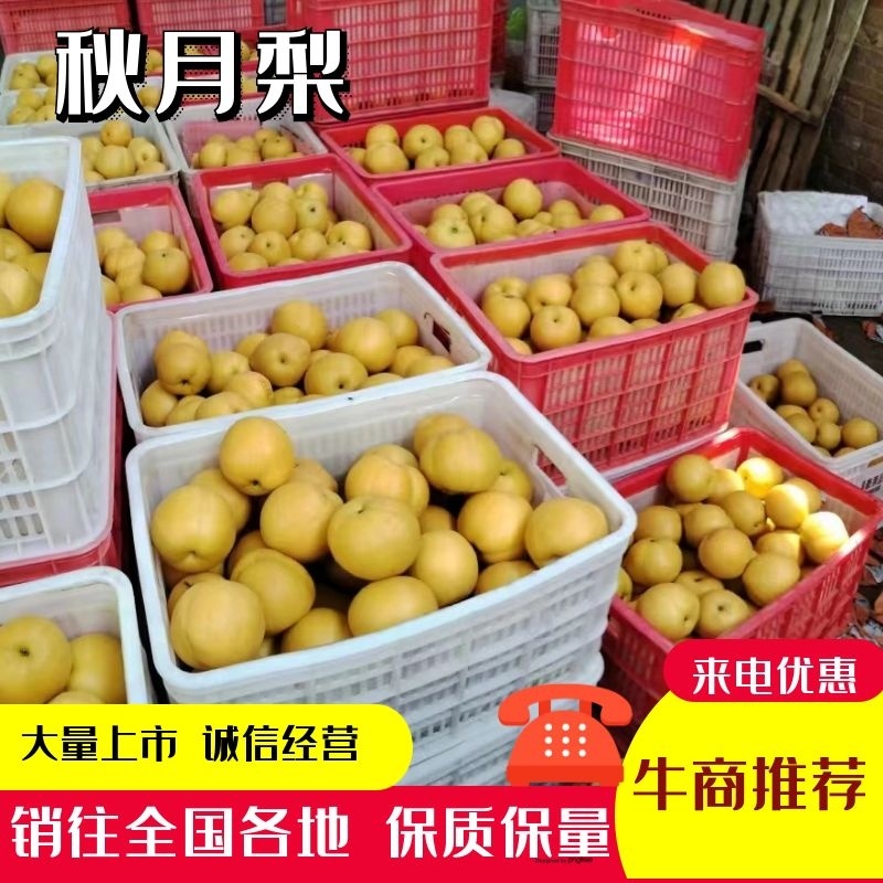 精品秋月梨/丰水梨/产地直发脆甜多汁对接社团电商