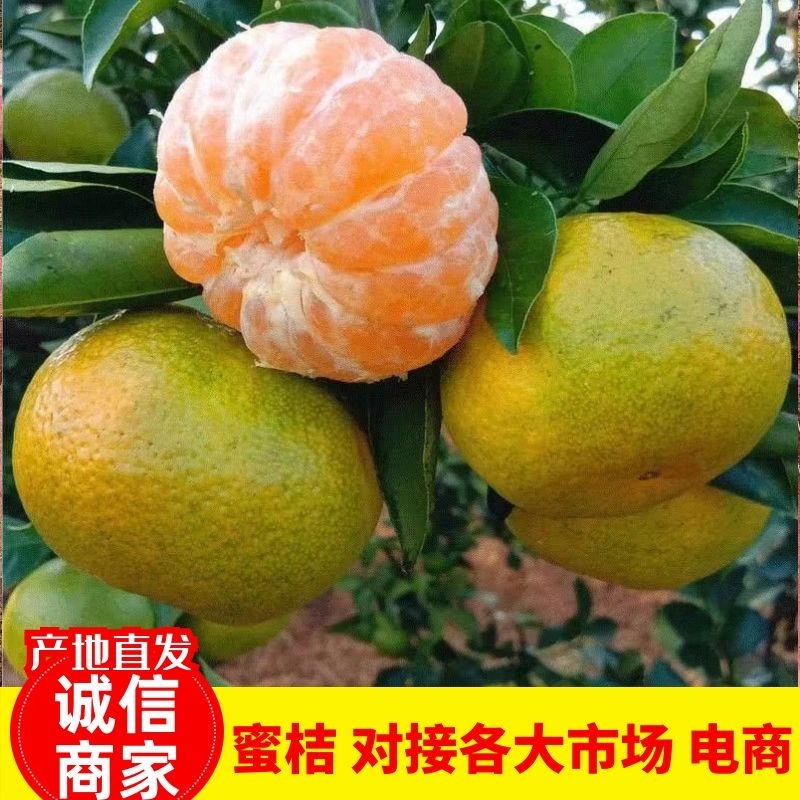 湖北高山蜜橘，原产地发货，量大优惠，欢迎新老客户前来合作