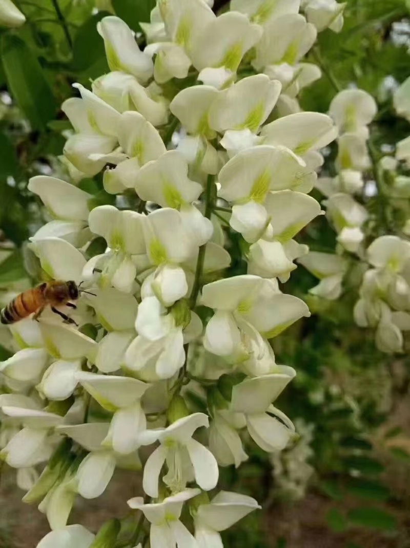 河南槐花蜂蜜花蜜大量供应自家酿造保质保量量大价优欢迎电联