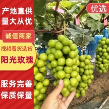 【阳光玫瑰】强烈推荐河南夏邑阳光玫瑰葡萄，颗粒大糖度高。