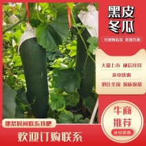 广西桂林恭城县黑皮冬瓜大量有货价格美丽质量保证欢迎咨询