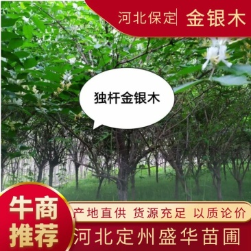 供应，独杆金银木3--8公分，灌幅1米---2米