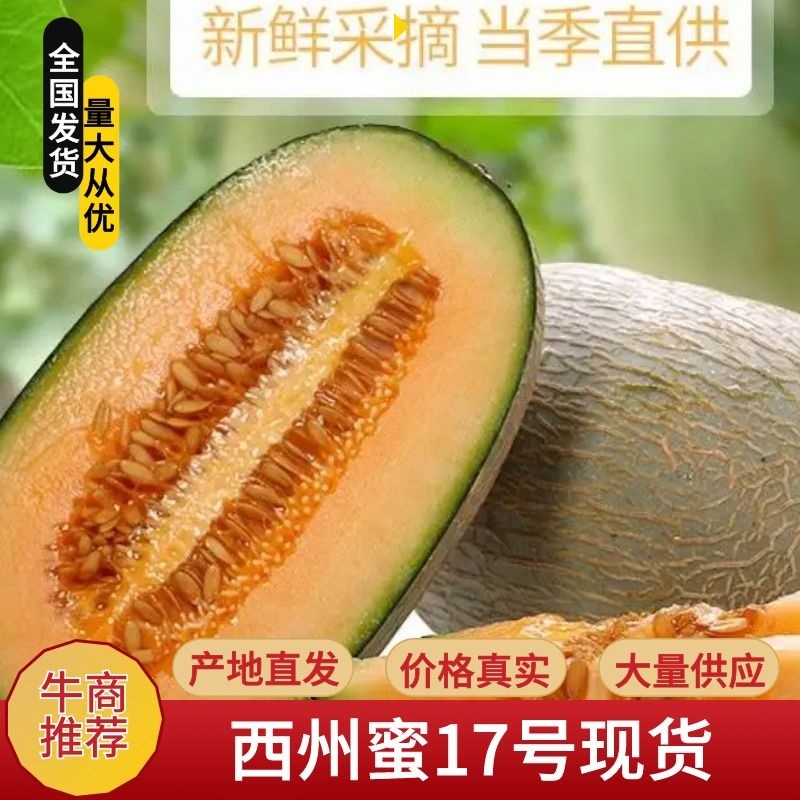 新疆吐鲁番西州密25号哈密瓜产地直销瓜大瓜甜欢迎订购