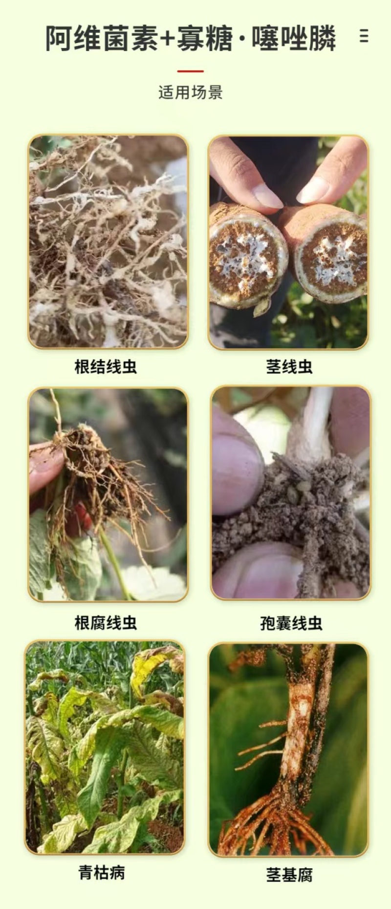 阿维菌素寡糖噻唑啉黄瓜防根结线虫根腐线虫青枯病茎基腐病