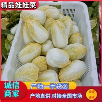 大娃娃菜百亩基地持续供应品质保证可视频