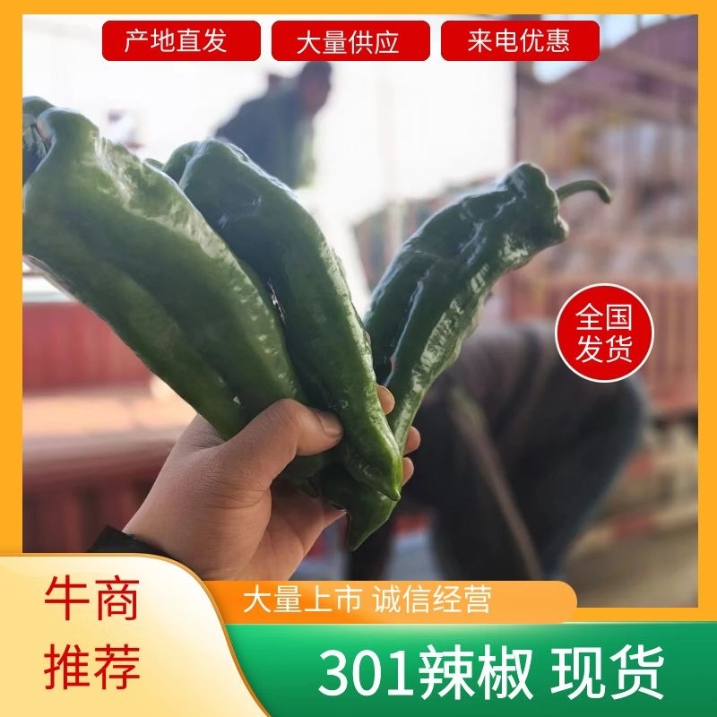 精品大棚青椒产地直发量大从优资源充足可视频看货
