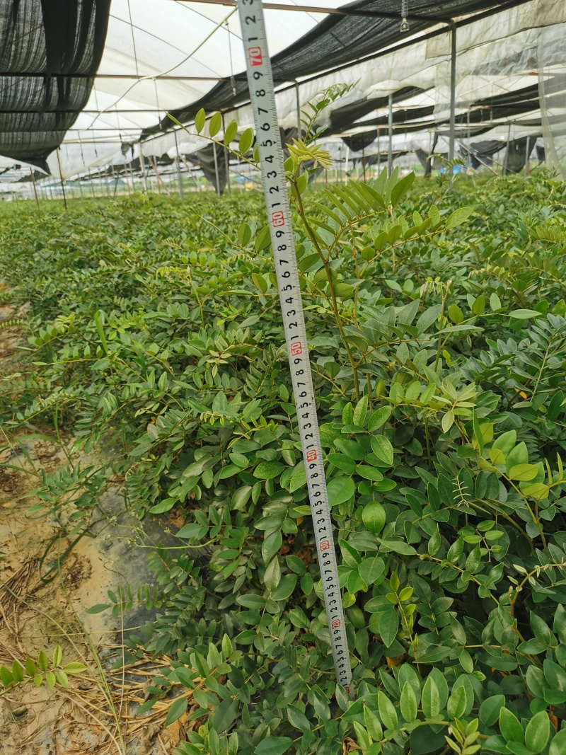 广西两年的山豆根苗