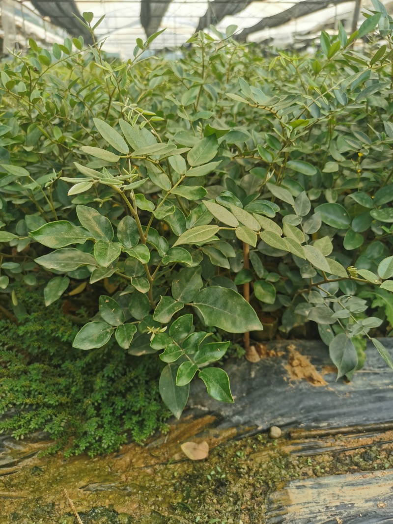 广西两年的山豆根苗