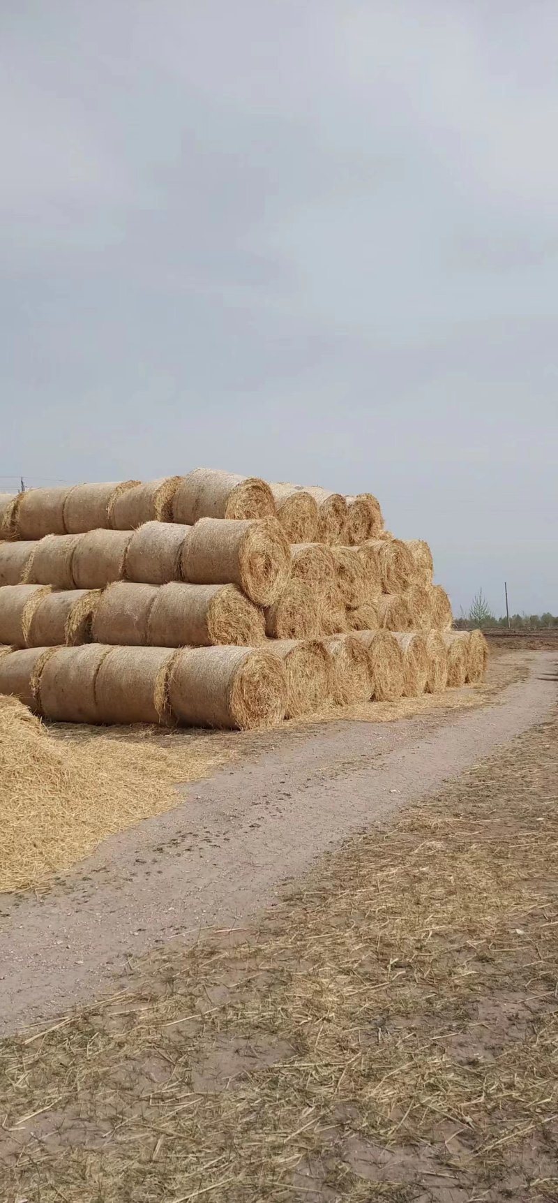 吉林白城稻草整草圆包大量现货产地一手货源保质保量