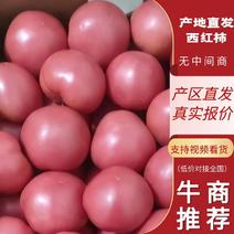 辽宁朝阳凌源市，硬粉西红柿，大量供应，现货现发，弧三以上