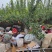 精品山东【秋月梨】肉质细脆汁多味甜清香爽口欢迎咨询