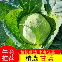 【实力】河北张家口甘蓝大量上市货源充足全国代办代发诚信