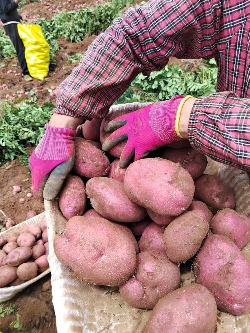 青薯9号，高山红皮土豆，常年经营，质量三包