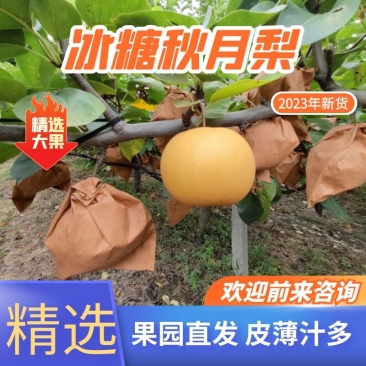 精品山东【秋月梨】肉质细脆汁多味甜清香爽口欢迎咨询