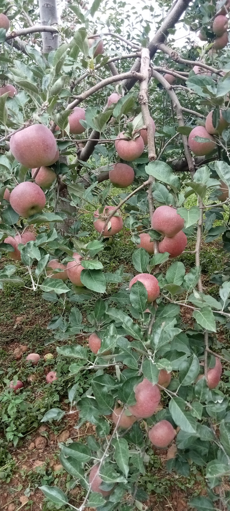 红富士苹果冰糖心苹果四川大凉山产地直发价格优惠一手货源