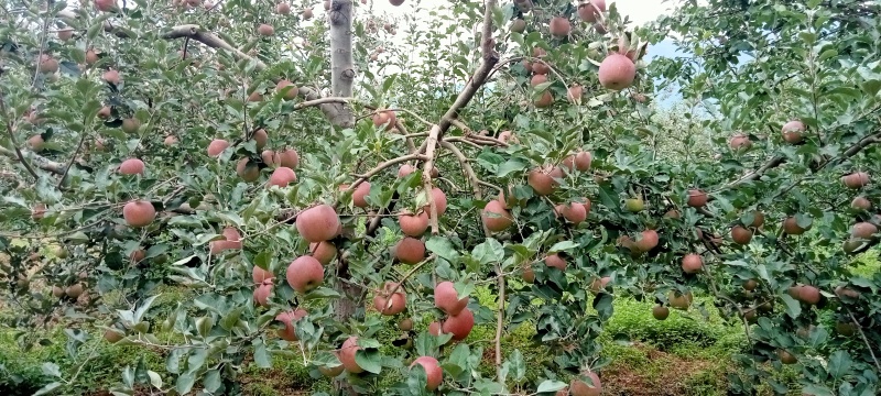 红富士苹果冰糖心苹果四川大凉山产地直发价格优惠一手货源