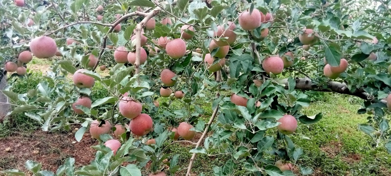 红富士苹果冰糖心苹果四川大凉山产地直发价格优惠一手货源