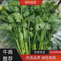 河北铁杆青香菜产地货源货量充足优质香菜量大从优