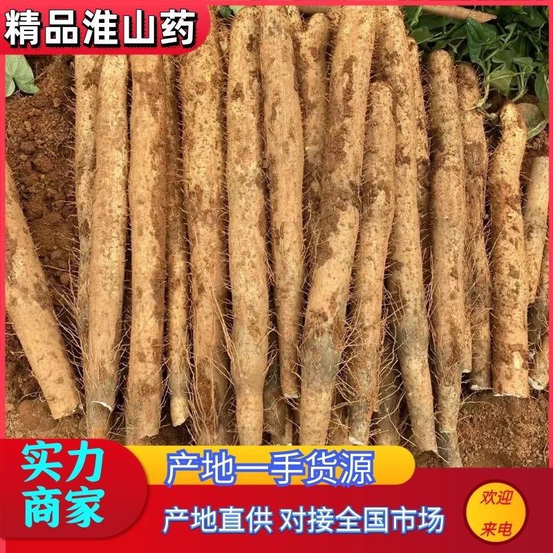 广西山药/白鬼淮山药，本人种植400亩，全国发货，产地价