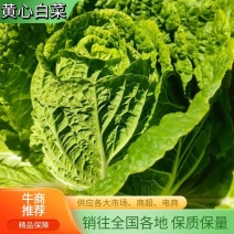 精品黄心大白菜白菜产地直发可视频量大从优