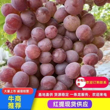 精品红提葡萄-新鲜现摘现发-品质保障-诚信支持验货