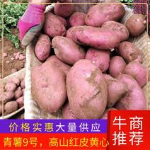 青薯9号，高山红皮土豆，常年经营，质量三包