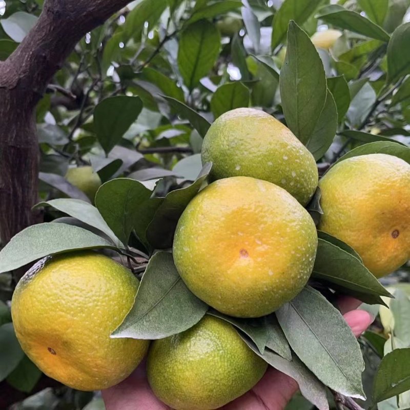 湖南蜜橘，柑桔，优质普早蜜桔批发5.5~6cm，果园现摘