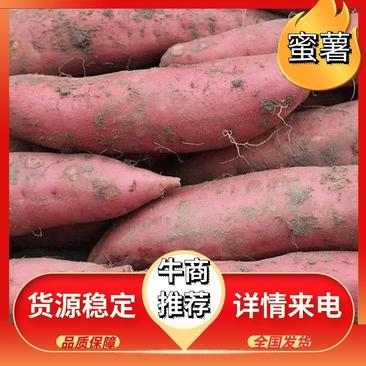 『精选』安徽烟薯25烤蜜薯现挖现发货源充足欢迎咨询