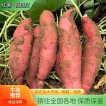 『新鲜现挖』安徽西瓜红蜜薯自家种植软糯香甜全国发货