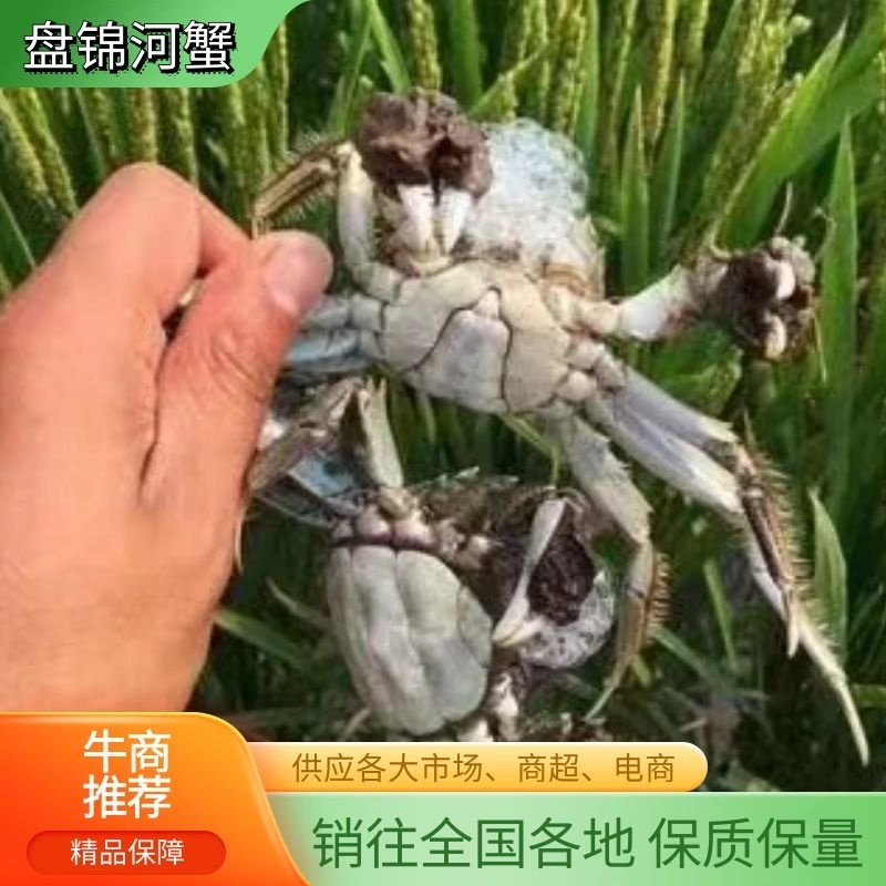 辽宁盘锦河蟹基地直供一手货源品质保证欢迎来电！