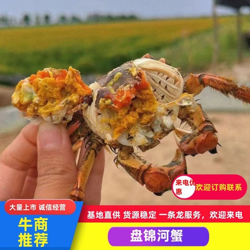盘锦河蟹产地直发批发零售视频看货