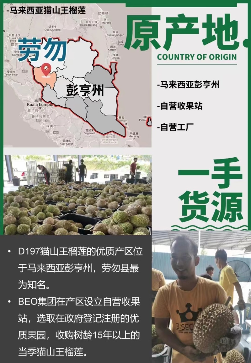 马来西亚猫山王D197批发量大从优各种规格
