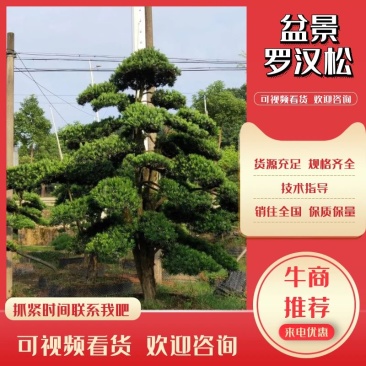 罗汉松、造型罗汉松、盆景罗汉松、别墅庭院专用绿化造型苗木