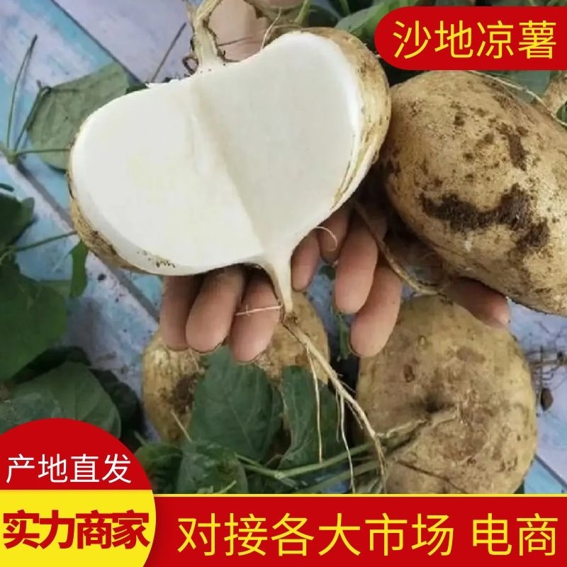 【豆薯】湖北凉薯新鲜现挖脆甜水嫩量大从优供应全国