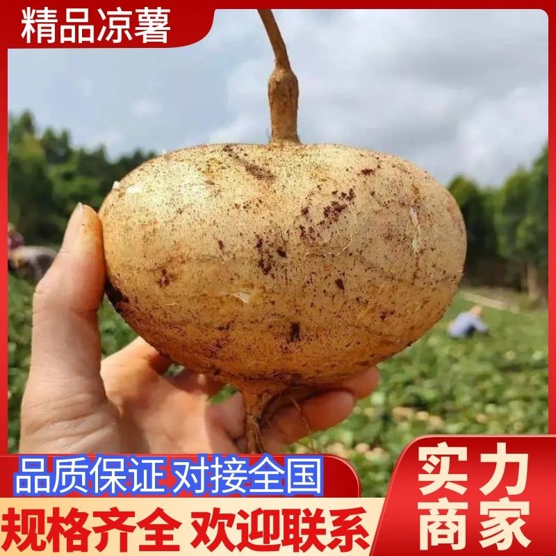 【凉薯】湖北豆薯沙地凉薯现挖现发可视频看货欢迎咨询