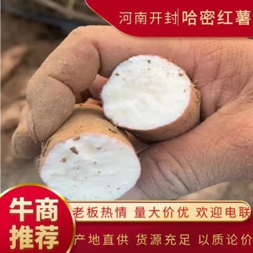 【白心红薯】哈密红薯河南开封产地直供以质论价欢迎电联