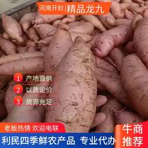 【实力推荐】河南开封本地龙九红薯大量上市量大从优欢迎