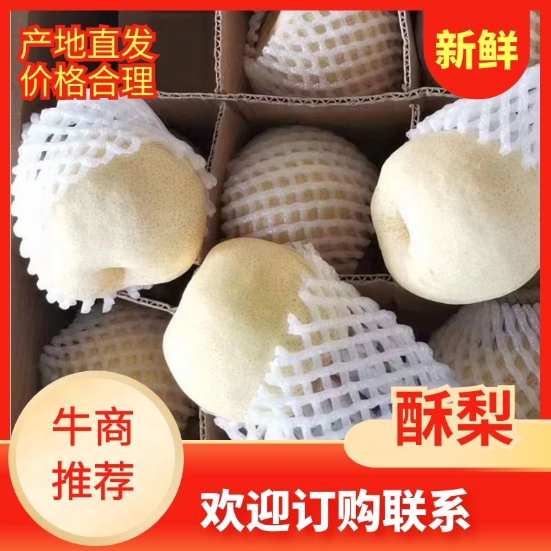 砀山酥梨大量供应产地直发货源充足欢迎咨询