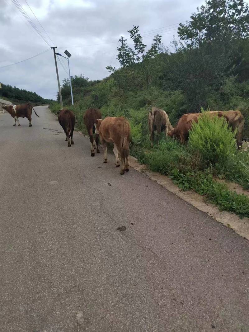 贵州毕节大山散养黄牛货源稳定价格优惠可视频看货